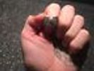 Wu Tang Ring
