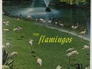 Flamingos - S/T LP - Checker Black Label Mono DG