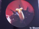 Nirvana - Bloom - Ltd Edition Picture Disc    Rock  Vinyl
