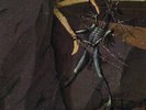 DANAVA - Hemisphere Of Shadow -  LP (clear) RIDING EASY