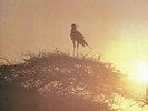 Fumio Itabashi-Nature  (UK IMPORT)  VINYL NEW