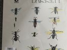 Syd Barrett Barrett ST Vinyl LP Repress Mint Pink Floyd