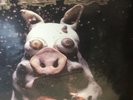 Pork Soda by Primus (Vinyl, Sep-2009, 2 Vinyl, Plain Recordings)