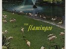 Flamingos - S/T LP - Checker Black Label Mono DG