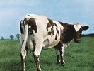 Pink Floyd - Atom Heart Mother ( VINYL 09-23-2016 ) NEW