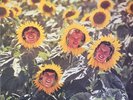 SUNNYBOYS Individuals LP with Gatefold 1982 Original Excellent Condition RARE