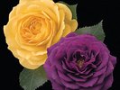 Julia Child And Ebb Tide Tree Rose Bare Root Rose tree