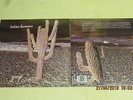 INDIAN SUMMER-same-LP reissue of 1971-progressive Rock-Klappcover-foc-Akarma