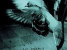 North Star Deserter [VINYL] Vic Chesnutt Vinyl