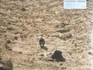 Ben Howard - Noonday Dream (180g 2LP Vinyl, Gatefold) inkl. Digital Download NEU