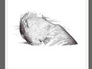 Coldplay - The Scientist Lithograph
