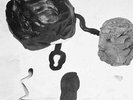 BURNT FRIEDMAN The Pestle LP NEW VINYL Latency Nonplace Urban Field