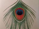 XTC -- Apple Venus 