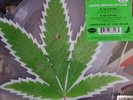 CHEECH AND CHONG 40th ANNV. UP IN SMOKE PICTURE VINYL RECORD STORE DAY 2018 RSD