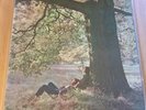 Near Mint  John Lennon Plastic Ono Band LP 1978 Purple Capitol SW-3372.