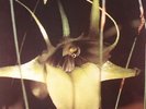PSYCHIC TV - Dreams Less Sweet - Vinyl (LP)