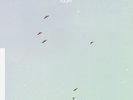 Flight - LYCORISCORIS [LP]