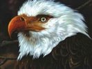 MOGWAI - THE HAWK IS HOWLING (2 LP) NEW VINYL