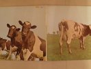 pink floyd album 33 trs atom heart mother vinyle de couleur bleu