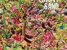 GIANT SAND RETURNS TO VALLEY OF RAIN NEW SEALED LTD BLUE VINYL LP IN STOCK