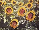 SUNNYBOYS Individuals LP with Gatefold 1982 RARE Excellent Condition