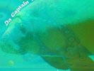 DA CAPTAIN TRIPS - In The Beginning - LP (black hand numbered) VINCEBUS ERUPTUM