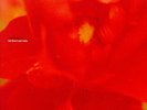 Motorpsycho-Let Them Eat Cake (Rose Coloured Vinyl)  (UK IMPORT)  VINYL NEW