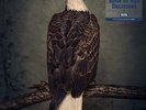 Clutch - Book of Bad Decisions (NEW 2 x 12