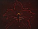 Machine Head-Burning Red (1LP Coloured) VINYL NEW