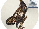 CLUTCH BOOK OF BAD DECISIONS (PICTURE DISC) (2LP Vinyl) Preorder