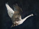 Foy Vance - Wild Swan