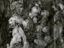 Lanegan Mark - With Animals