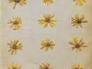 MOLOCHS, The - Flowers In The Spring - Vinyl (LP + insert + MP3 download code)