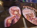 Tool Lateralus Picture Disc Vinyl Alex Grey Maynard
