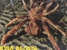 The Web Theraphosa Blondi Uk Deram Rare Mono Lp