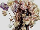 Sleater-Kinney: No Cities To Love LP