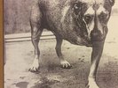 NEW  ALICE IN CHAINS Dbl LP self titled 1995 Columbia grunge rare vinyl copy