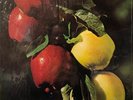 Washington Apple Fresh Country Apples LP