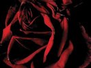 Rosanne Cash - Black Cadillac