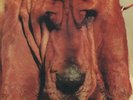 SEGALL , TY - GOODBYE BREAD NEW VINYL