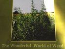 The Tassilli Players - The wonderful world of weed in dub vinyl lp