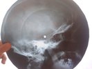 Elvis Presley - Hound Dog   X-RAY USSR ROENTGEN BONES RECORD