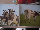 pink floyd atom heart mother original bleu version france SHVL 781 VG ++++
