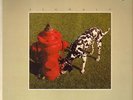 Rush Signals NEAR MINT phonogram Vinyl LP