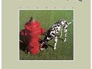 Rush - Signals [12