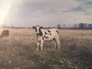 Pink Floyd The Screaming Abdabs Dark Side Of The Moo Rare 1986 Vinyl LP CUD-382