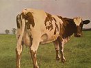 PINK FLOYD - ATOM HEART MOTHER - FR 71 - 1st PRESS - NM
