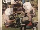 Ty Segall - It 7 inch plus MP3 RARE Fuzz Oh Sees King Gizzard Wand Garage Punk