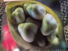 Fiona Apple - Extraordinary Machine Vinyl 2x LP OOP RARE Jon Brion