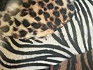 KISS Animalize LP 1984 Mercury Records promo near mint